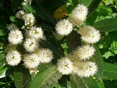 ​小满节气经典句子（精选3篇）