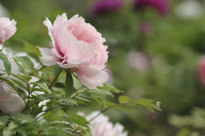 ​写老师的优美句子（精选80句）