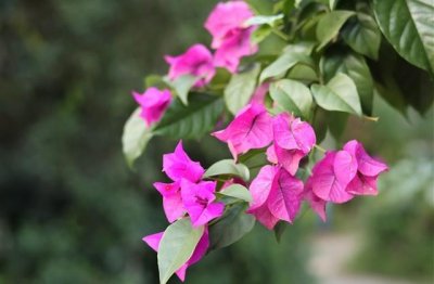 ​清明节祭奠革命先烈寄语