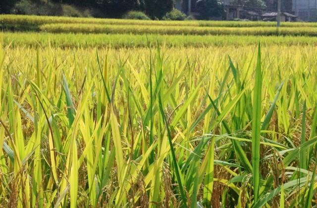 让人看了忍不住点赞的句子(精选64句)