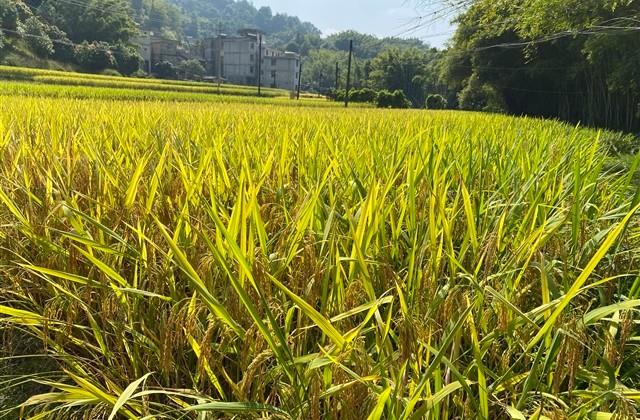 用胸有成竹造句子简单