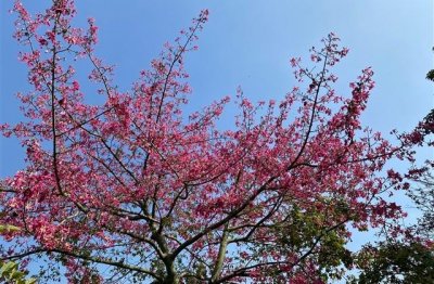​怀念过去无忧无虑的经典句子