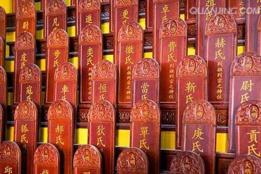 山西大槐树有什么故事
