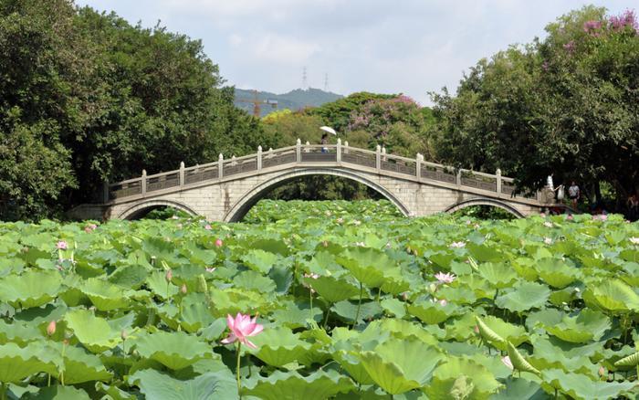 深圳藏在闹市的公园，被称为深圳最美湖泊公园，还免费