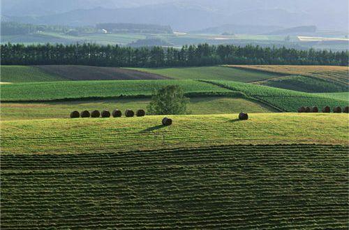 2025年简洁的写花优美句子89句