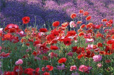 ​用来表白最好的句子