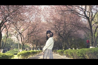 ​描写蝴蝶兰开放的短句总汇80条