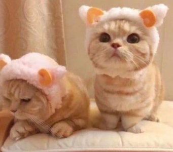 ​英语好句初一 英语好词好句初中(精选100句)