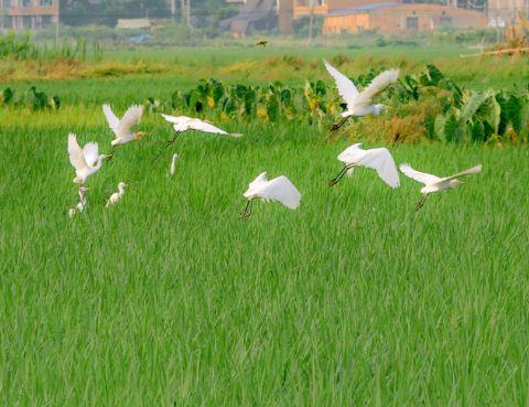 最新怕上火喝王老吉广告词大全完整版