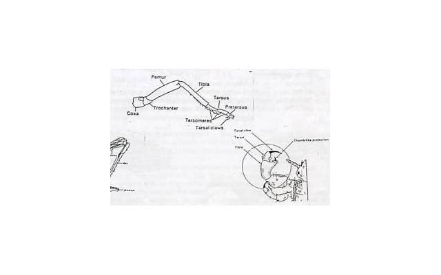 撩妹晚安招架不住情话[1314情话给男友的一封信]