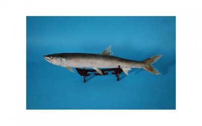 ​撩妹子必备介绍情话套路，让你秒变情场高手