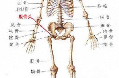 ​股骨头在人体的哪个位置及作用
