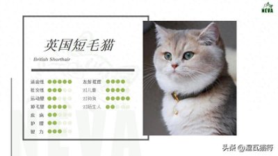 ​英国短毛猫丨金渐层（蓝金）