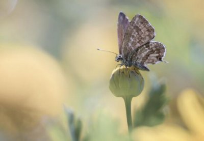 ​形容洱海的唯美句子