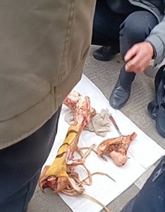 ​广西疑似有人售卖老虎腿骨，2cm售价100元？网友怀疑牛骨伪造，律师：无论虎