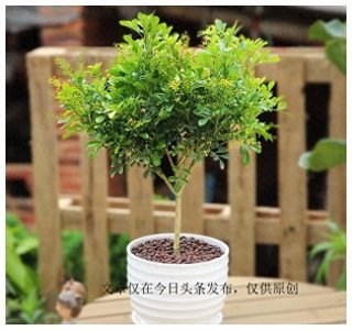 ​室内养“10种”花草，好养易活，茂盛常绿，提神醒脑净化空气