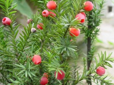 ​红豆杉科普之中国红豆杉：植物大熊猫 有吉祥树之称