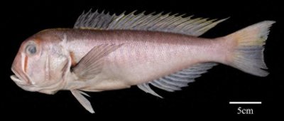 ​南海发现方头鱼新物种