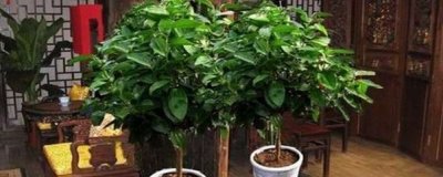 ​平安树的叶子长斑干枯是咋回事