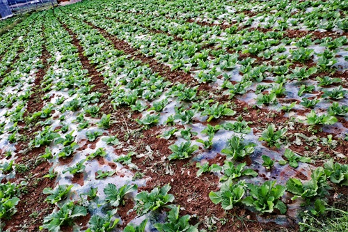 「原创首发」青菜（黑菜），农村，种植户，田间，秋季，生长期
