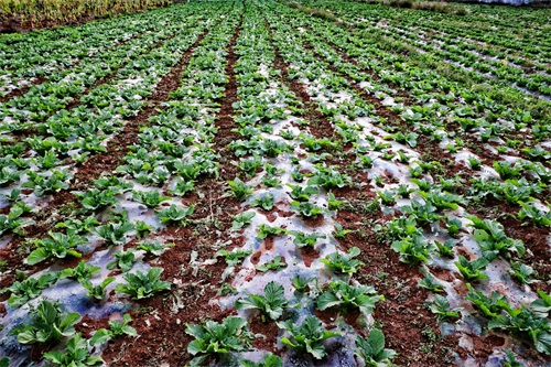 「原创首发」青菜（黑菜），农村，种植户，田间，秋季，生长期