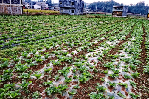 「原创首发」青菜（黑菜），农村，种植户，田间，秋季，生长期