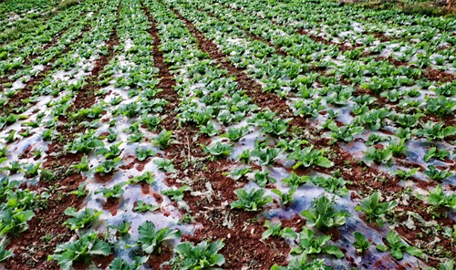 「原创首发」青菜（黑菜），农村，种植户，田间，秋季，生长期