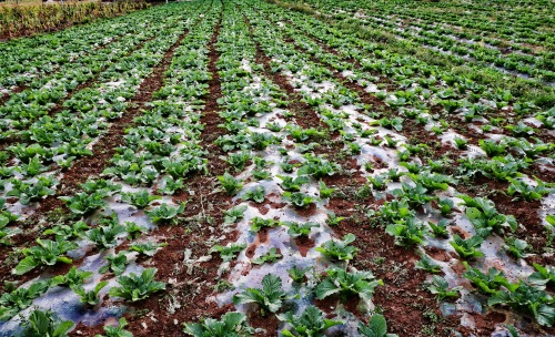 「原创首发」青菜（黑菜），农村，种植户，田间，秋季，生长期
