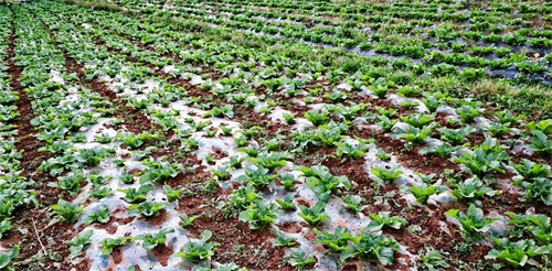 「原创首发」青菜（黑菜），农村，种植户，田间，秋季，生长期