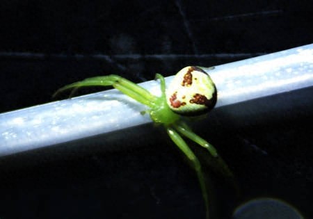 地球上的稀奇动物——笑脸蜘蛛真的会笑？