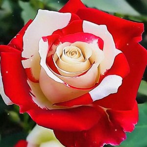 ​分享图片——花好月圆，百花齐放，五花八门的月季花，邀您赏花！