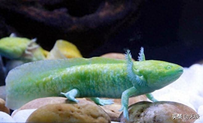 六角恐龙 萌萌的。