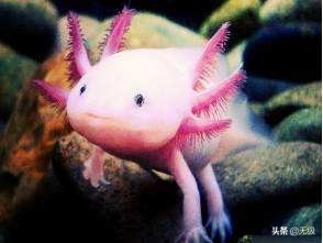 六角恐龙 萌萌的。