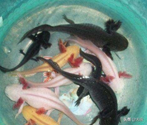 六角恐龙 萌萌的。