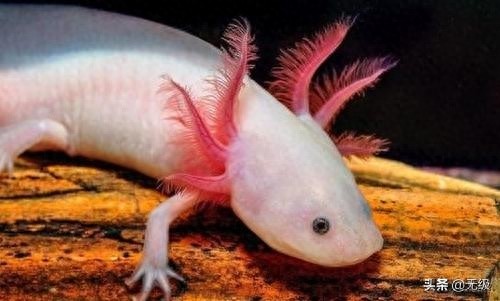 六角恐龙 萌萌的。