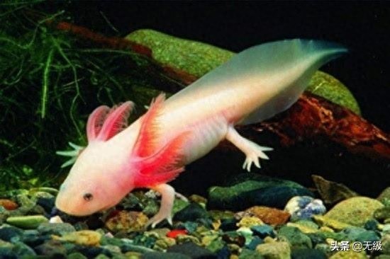 六角恐龙 萌萌的。