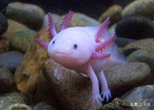 六角恐龙 萌萌的。