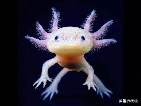 六角恐龙 萌萌的。