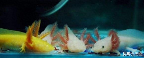 六角恐龙 萌萌的。