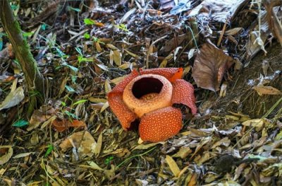 神奇的植物 大王花