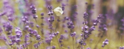 熏衣草什么时候开花