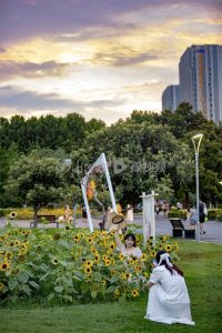 阴雨天气里一抹亮丽的色彩,郑州万株向日葵花开正艳