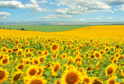 ​圣诞节搞笑贺卡祝愿语