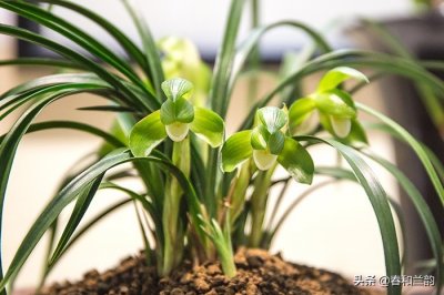 兰花素心的种类及特征