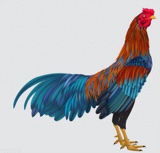 你家有没有?金鸡独立,财运亨通:哪个月出生的鸡最能吸引财富?