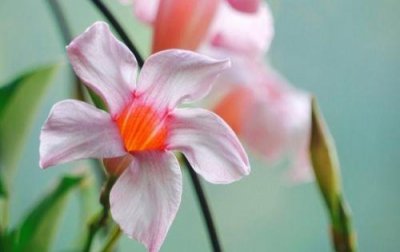 ​正能量清新文艺的句子 阳光简短励志唯美句子(23句)