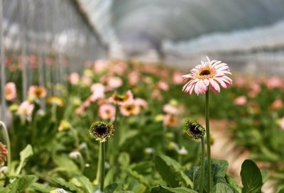 开鲜花店能赚钱吗?