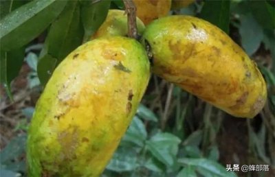 农村称之九月黄,常被认成八月瓜,80后儿时当零食,如今极其少见