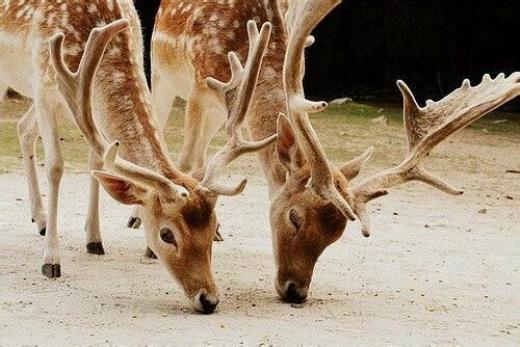 八个字霸气高冷的短句
