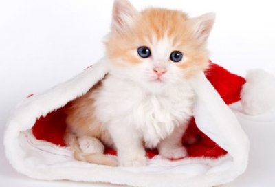 ​一句话表白爱情语录、甜蜜爱情语句